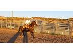 Handsome Bay Grade QH Gelding - Really Nice To Ride