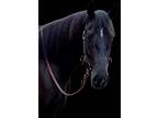 Stunning 3 yr old Black Friesian Sport Horse