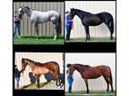 Thoroughbred Horses Available. Colt, Stallion, Gelding, Mare.