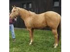 Jodee Gold is a beautiful golden palomino mare