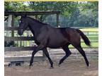 2015 Oldenburg Approved Thoroughbred Mare