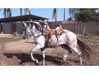 Well trained Azteca (Diamond Horse)