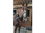 4 year old chestnut mare prospect