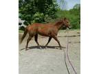 20006 Chestnut Quarter Horse Mare Western Riding, Trail, Barrels