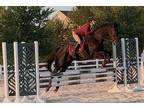 Talented and sweet ottb ready to move up the levels