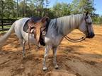Quarter horse gelding smooth trail riding