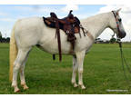 Shelly - 13.2H, 16 year old gray quarter horse mare