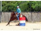 15.2H, 15 year old bay grade quarter horse mare