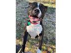 Zena *Snorts like a pig!!* Pit Bull Terrier Adult Female