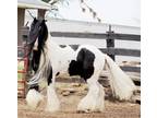 Gypsy Stallion Available At Stud - Homzygous Tobiano & Black