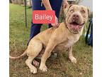 Bailey American Bulldog Young Female