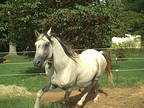 Pure Bred Shagya-Arabian Stallion