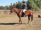 fantastic mare jumps super sweet all around amazing comfortable ride