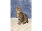 Peter Domestic Shorthair Kitten Male
