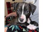 Gracie Bailey (KNW) American Staffordshire Terrier Puppy Female