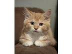FedEx Domestic Shorthair Kitten Male