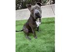 Queen Pit Bull Terrier Adult Female