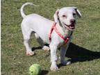 Adopt Kinison a White Poodle (Miniature) / Mixed dog in Surrey, BC (34022883)