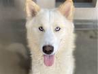 Adopt Sultan a Tan/Yellow/Fawn - with White Siberian Husky dog in Surrey
