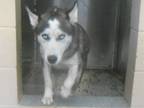Adopt Sasha a Black - with White Siberian Husky / Mixed dog in Surrey