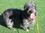 Adopt Julian a Black - with Gray or Silver Schnauzer (Miniature) dog in Surrey