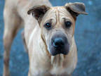 Adopt CHIPS AHOY a Tan/Yellow/Fawn Shar Pei / Mixed dog in Atlanta