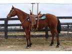 Pretty Aqha Registered Bay Mare, Shown, English And Western Riding