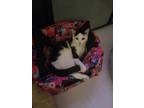 Adopt Peach Fuzz a Black & White or Tuxedo European Burmese (short coat) cat in