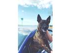 Adopt LOKI 4 a Brindle Dutch Shepherd / Mixed dog in Chandler, AZ (34031361)