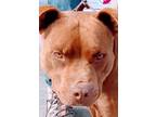 Adopt Buddy a American Staffordshire Terrier, Pit Bull Terrier