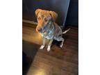 Adopt Rex a Brindle Mixed Breed (Large) / Mixed dog in Saskatoon, SK (34040820)