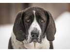 Adopt Chelsea a White - with Black Pointer / Hound (Unknown Type) / Mixed dog in
