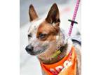 Adopt XENO a Red/Golden/Orange/Chestnut Australian Cattle Dog / Mixed dog in