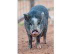 Toto, Pig (potbellied) For Adoption In Kanab, Utah