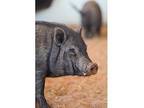 Oscar, Pig (potbellied) For Adoption In Kanab, Utah