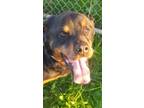 Adopt Bonnie (female) and Clyde (male) 4 years old, bonded pair a Rottweiler