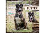 Adopt Buster a German Shepherd Dog, Husky