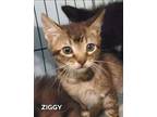 Ziggy Domestic Shorthair Kitten Male