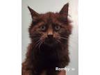 Romby Domestic Mediumhair Kitten Male