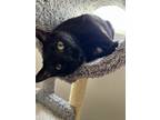 Adopt Meekah a All Black Polydactyl/Hemingway / Mixed (short coat) cat in