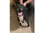 Adopt Turbo a Black - with White Staffordshire Bull Terrier / Mixed dog in