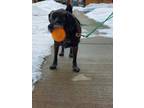 Adopt Gimli a Black Pug / Mixed dog in Toronto, ON (34043855)