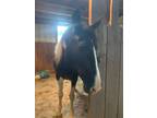 Blue's Foxy Roxy Is a triple registered Spotted Saddle/Tennessee Walker 15hh