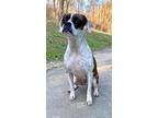 Dolly Boxer Young Female