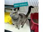 Marc Anthony Russian Blue Young Male