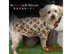 Adopt 7376 ziggy a White - with Tan, Yellow or Fawn Poodle (Standard) / Mixed