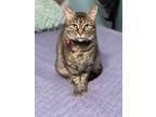 Adopt Charly a Tortoiseshell American Shorthair / Mixed (medium coat) cat in