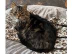 Adopt Moe a Brown or Chocolate (Mostly) Maine Coon / Mixed (long coat) cat in