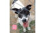 Adopt Jo a White - with Black American Pit Bull Terrier / Collie dog in Ft