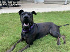 Adopt HARLEY a Black Shar Pei / Mixed dog in Atlanta, GA (28330473)
